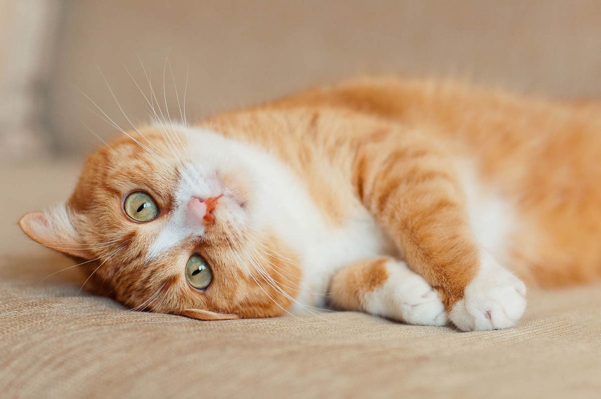 Home remedies for outlet bloated cat