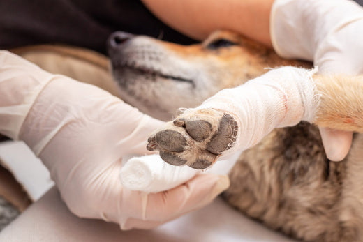 Healing Your Dog's Pododermatitis: Discover Natural Ways to Treat Paw  Infections