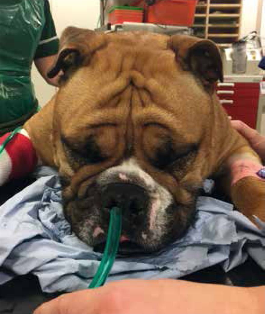 Aspiration Pneumonia in DogsPuainta®