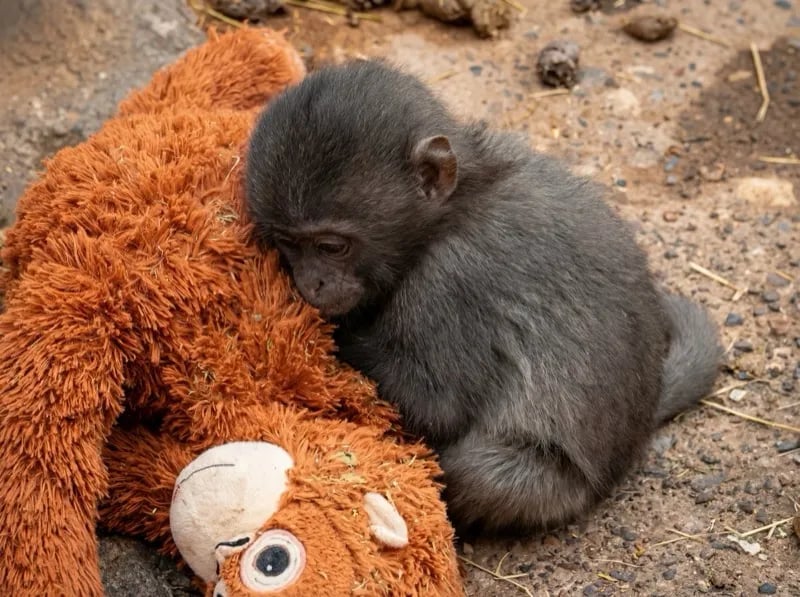 Punch pressing his face lovingly into his orange plush orangutan Punch pressing his face lovingly into his orange plush orangutan