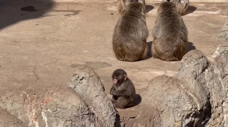 Punch sitting alone on rocks while other monkeys ignore him Punch sitting alone on rocks while other monkeys ignore him