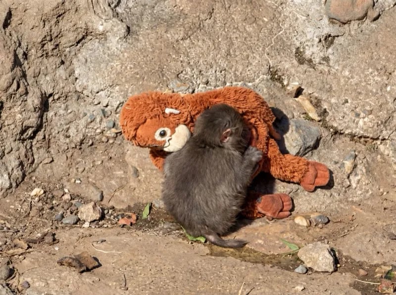 Punch sleeping peacefully curled up on his plush orangutan Punch sleeping peacefully curled up on his plush orangutan