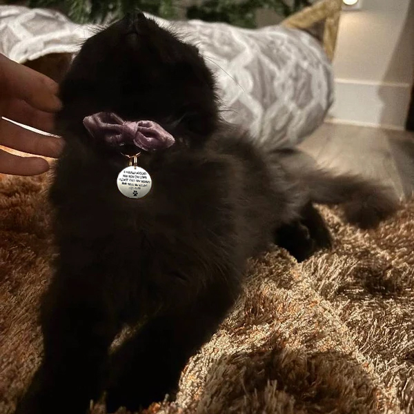 Custom kitten puppy pet tag ID identity