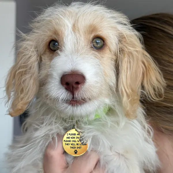 Custom kitten puppy pet tag ID identity