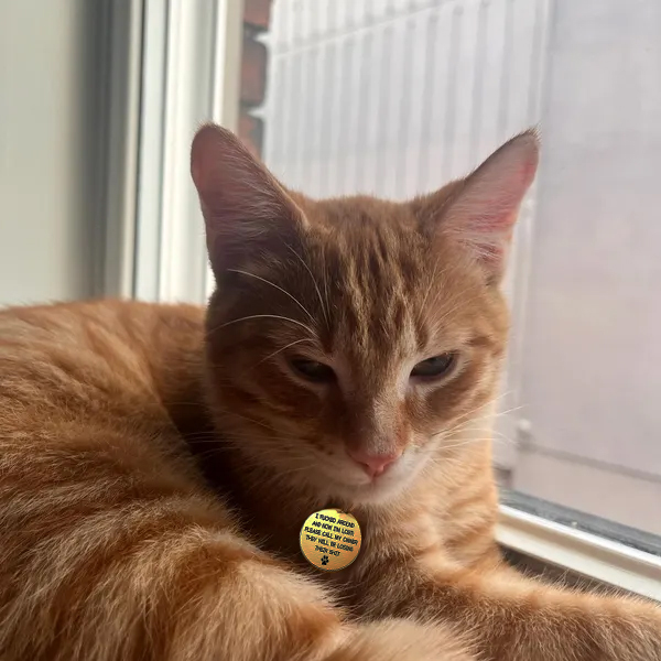 Custom kitten puppy pet tag ID identity