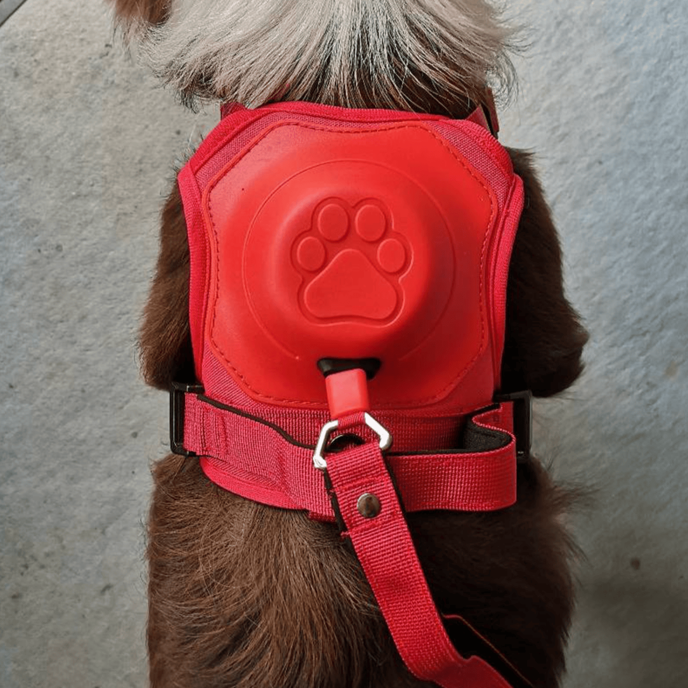 3 in 1 Dog Harness with Built-In Leash