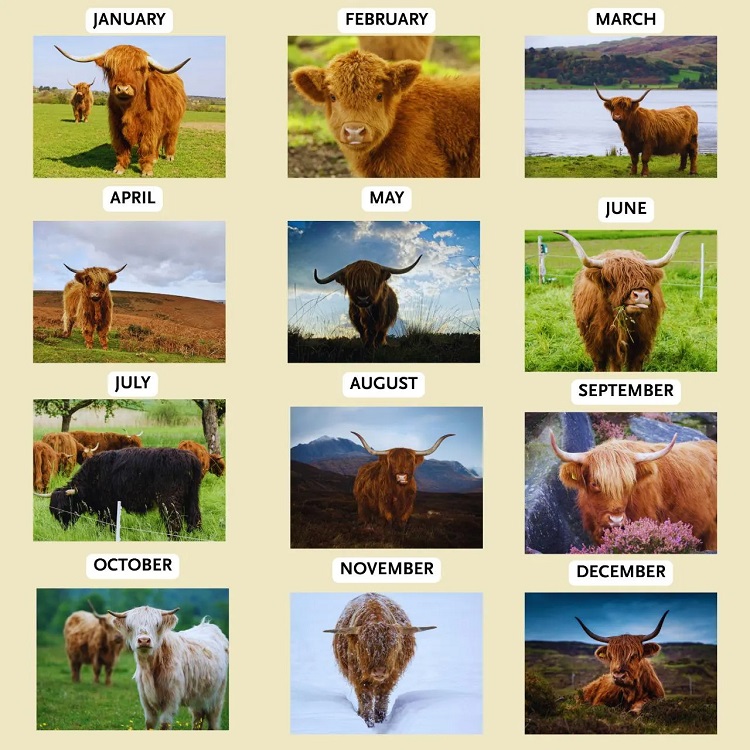 Highland Cow Wall Calendar 2026