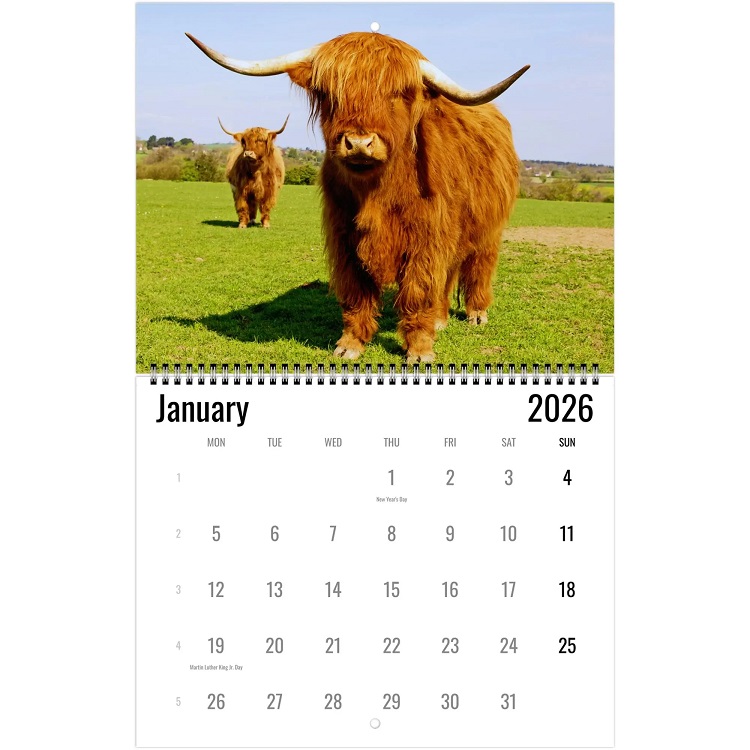 Highland Cow Wall Calendar 2026
