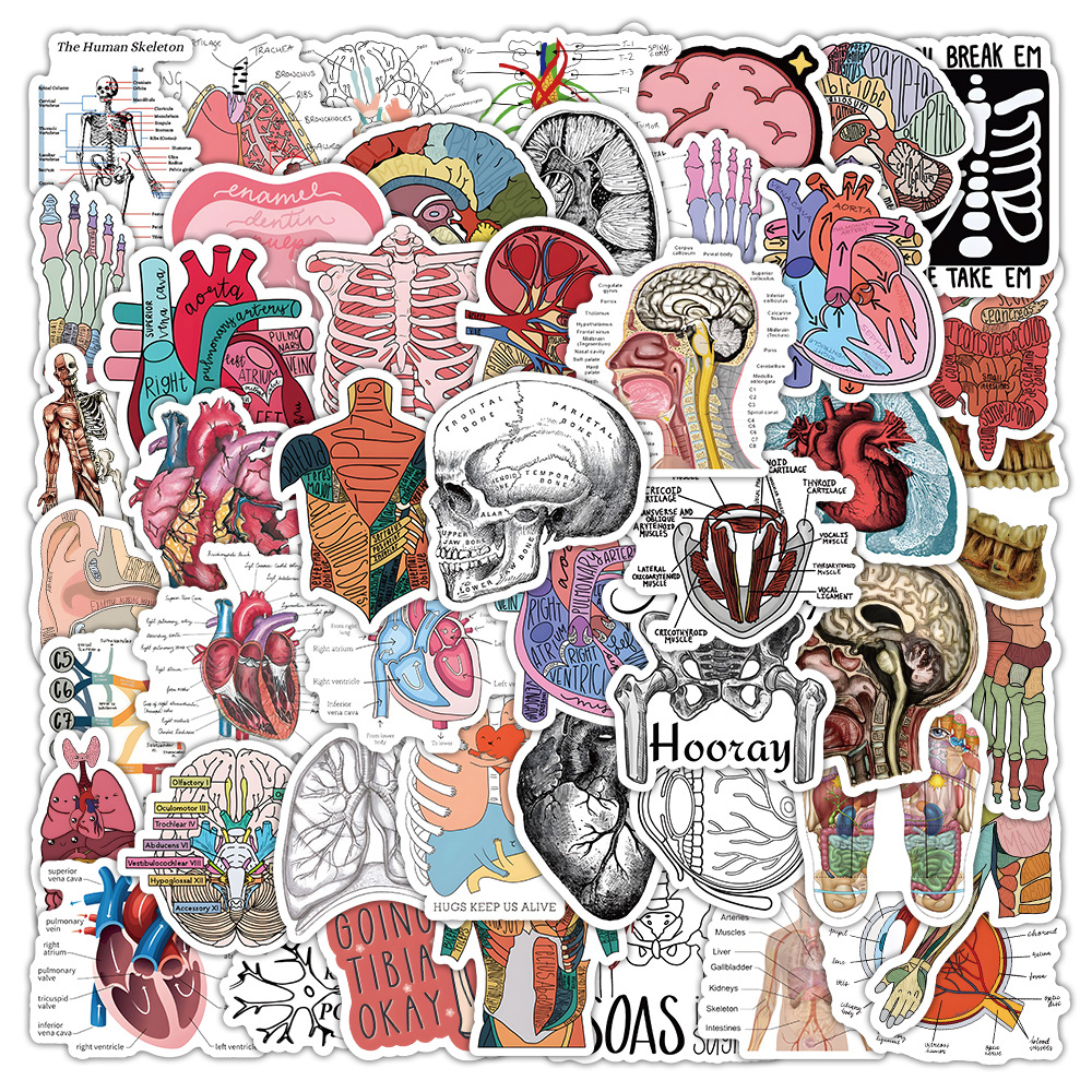 50pcs/pack Human Body Anatomy Waterproof Sticker Netby
