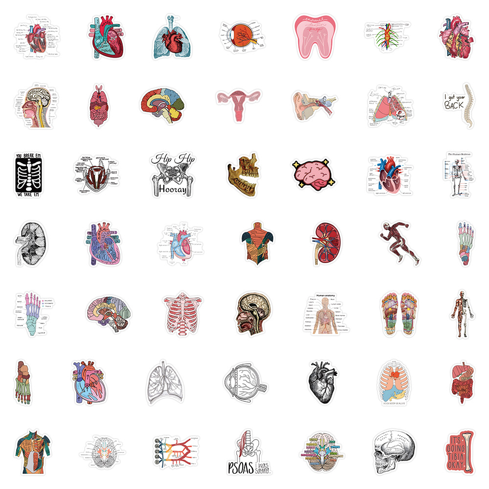 50pcs/pack Human Body Anatomy Waterproof Sticker Netby