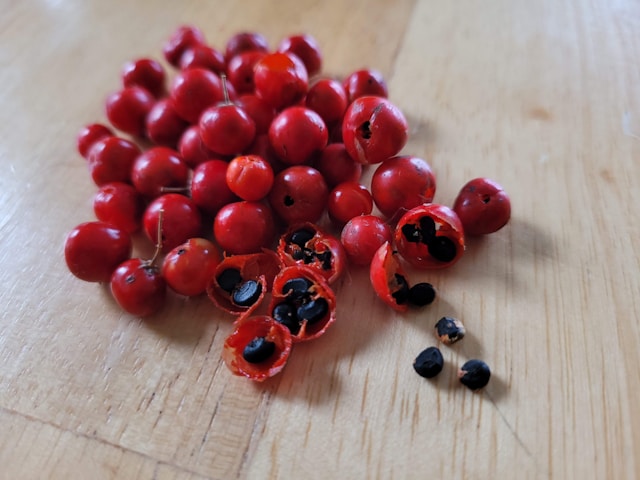 Rich Reds & Berries