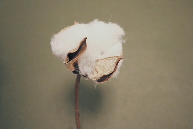 organic cotton price
