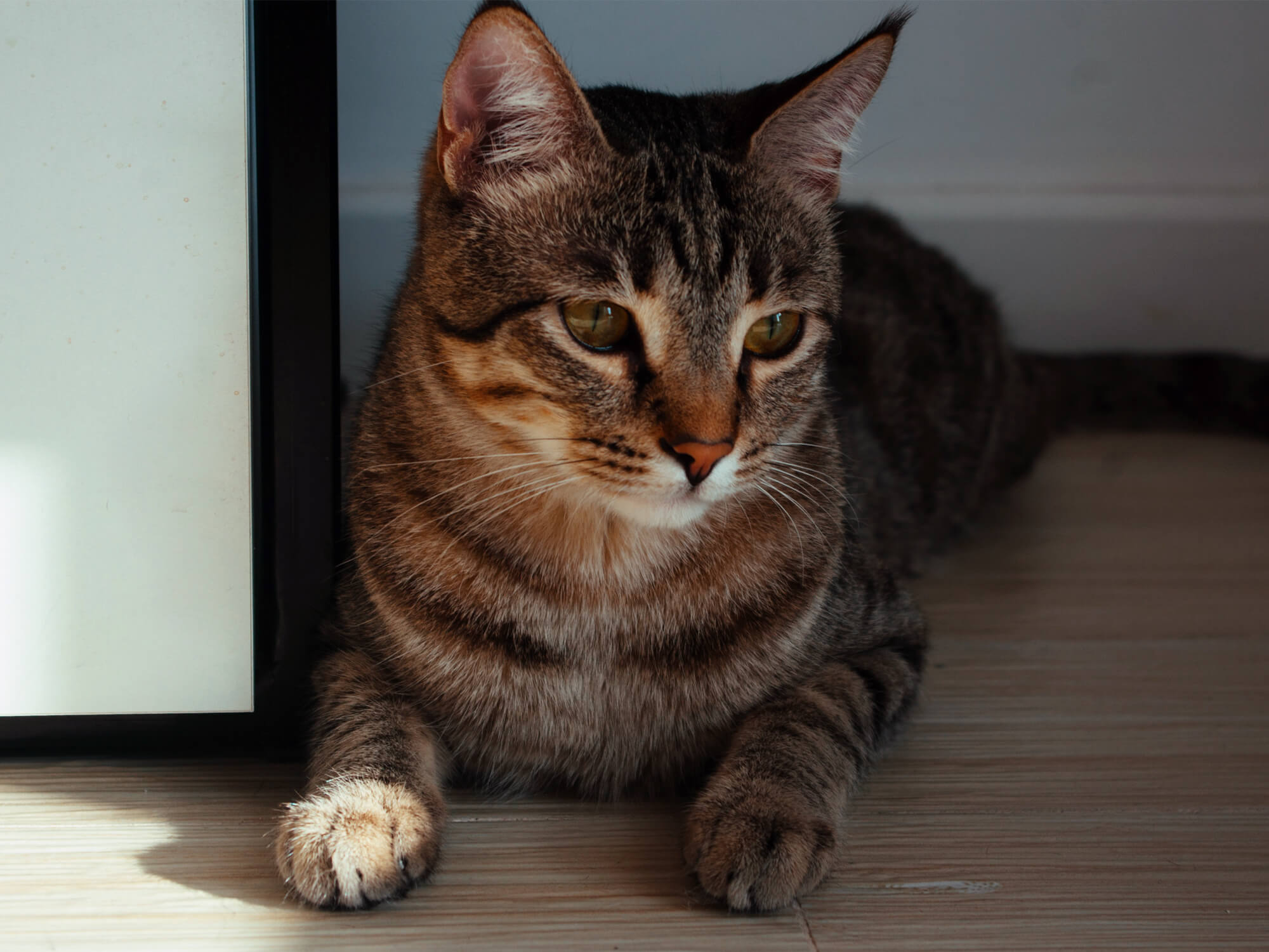 A Guide to Optimal Maintenance of SelfCleaning Litter Boxespetwant