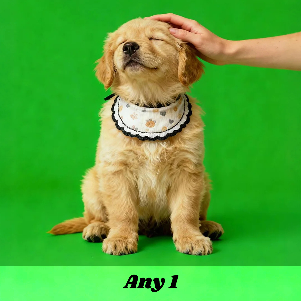 Holographic Digital Sences For Pet Holographic Digital House(Only Digital Sences Video by E-mail; Pet House Need to be purchased separately)