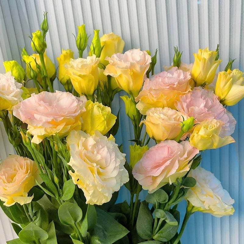🌱12 Days Germination🔥Eustoma Thornless Rose💐Lisanthus Seeds