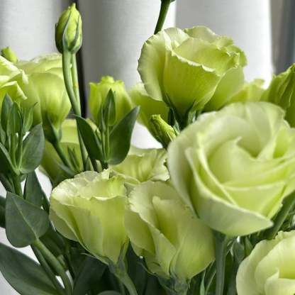 🌱12 Days Germination🔥Eustoma Thornless Rose💐Lisanthus Seeds