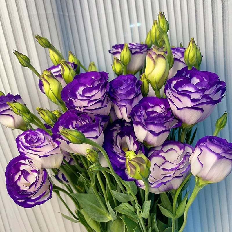 🌱12 Days Germination🔥Eustoma Thornless Rose💐Lisanthus Seeds