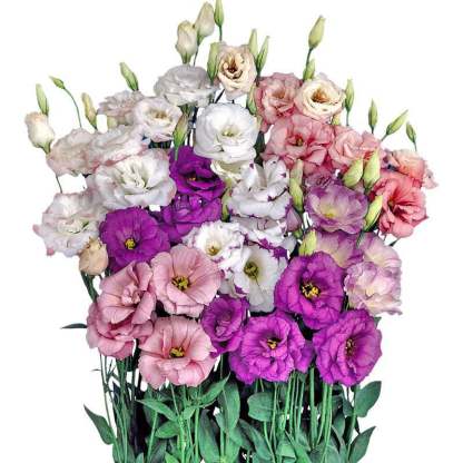 🌱12 Days Germination🔥Eustoma Thornless Rose💐Lisanthus Seeds