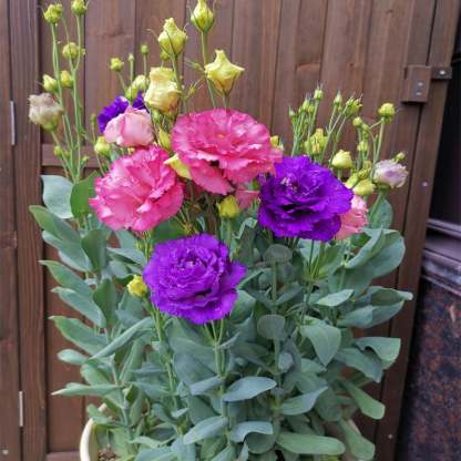 🌱12 Days Germination🔥Eustoma Thornless Rose💐Lisanthus Seeds
