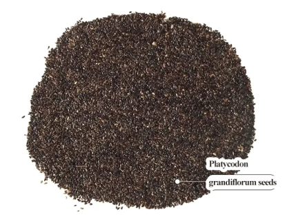 🌱12 Days Germination🔥Eustoma Thornless Rose💐Lisanthus Seeds