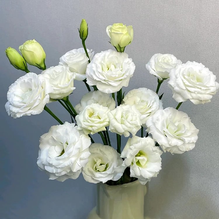 🌱12 Days Germination🔥Eustoma Thornless Rose💐Lisanthus Seeds