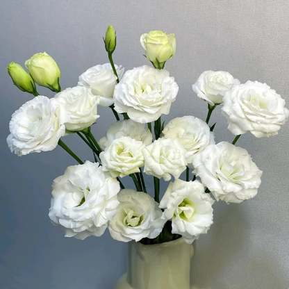 🌱12 Days Germination🔥Eustoma Thornless Rose💐Lisanthus Seeds