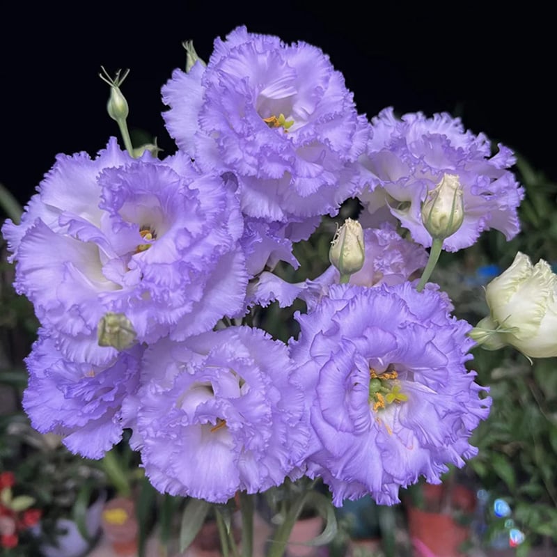 🌱12 Days Germination🔥Eustoma Thornless Rose💐Lisanthus Seeds
