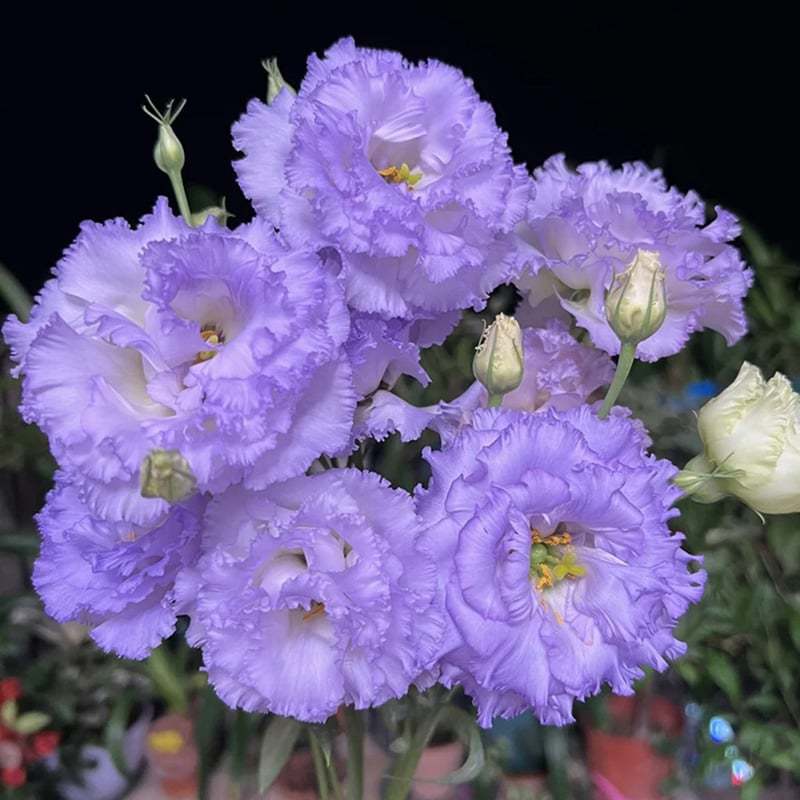 🌱12 Days Germination🔥Eustoma Thornless Rose💐Lisanthus Seeds