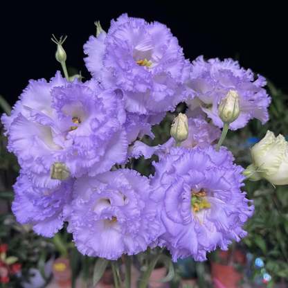 🌱12 Days Germination🔥Eustoma Thornless Rose💐Lisanthus Seeds