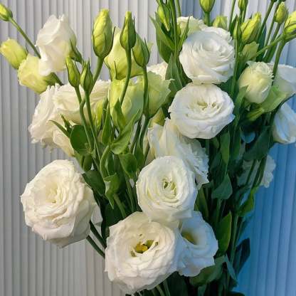 🌱12 Days Germination🔥Eustoma Thornless Rose💐Lisanthus Seeds