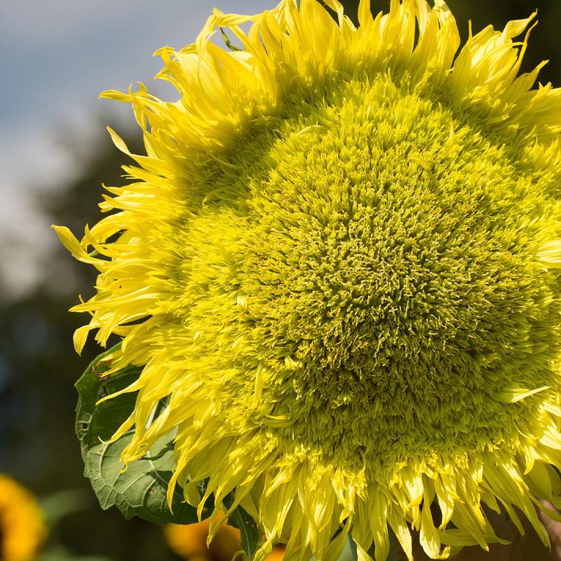 Sunflower, Zeus Hybrid
