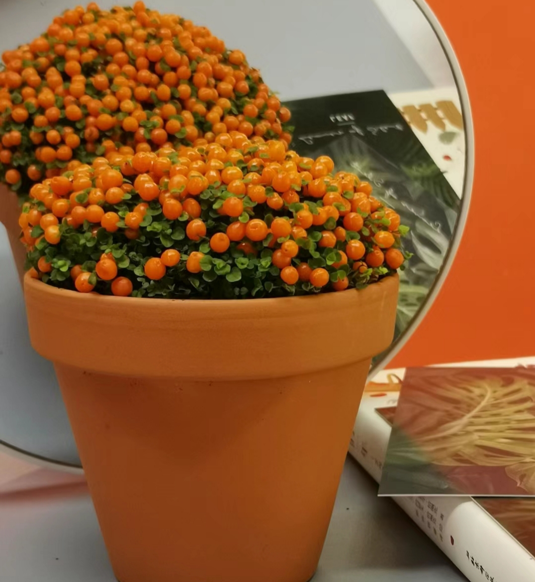 Pearl Orange Succulent Potted Plant