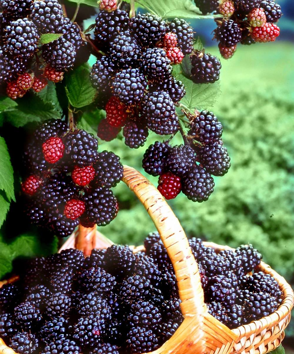 Sweet Giant Blackberry Seeds