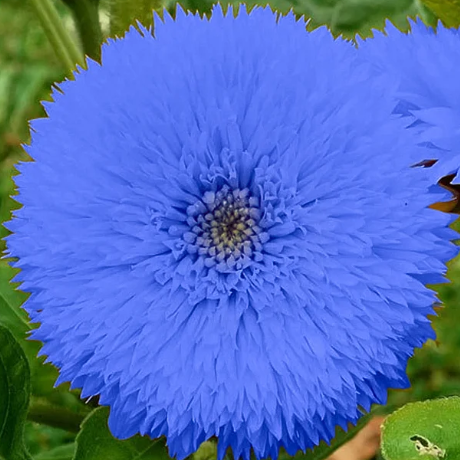 Blue Teddy Bear Sunflower Seeds