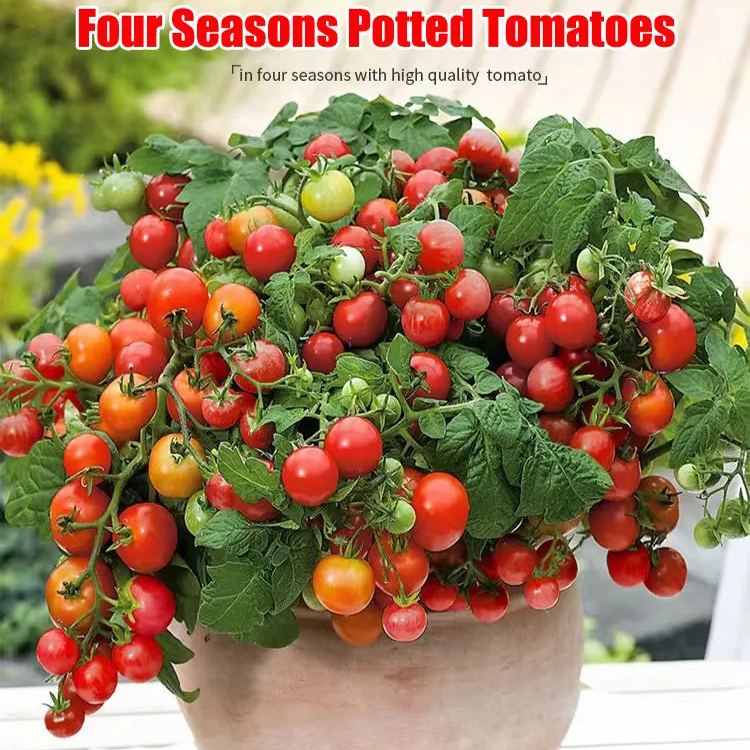 Colorful Dwarf Tomatoes-Four Seasons Potted Plants