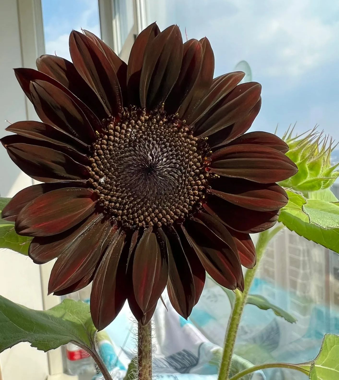 Rare Black Sunflower Seeds