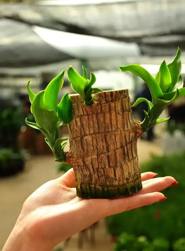 🔥 LAST DAY SALE - 50% OFF🔥 LUCKY BRAZIL WOOD POTTED PLANT🎊-GERMINATE WITHIN THREE DAYS