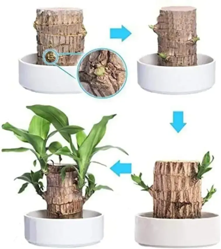 🔥 LAST DAY SALE - 50% OFF🔥 LUCKY BRAZIL WOOD POTTED PLANT🎊-GERMINATE WITHIN THREE DAYS