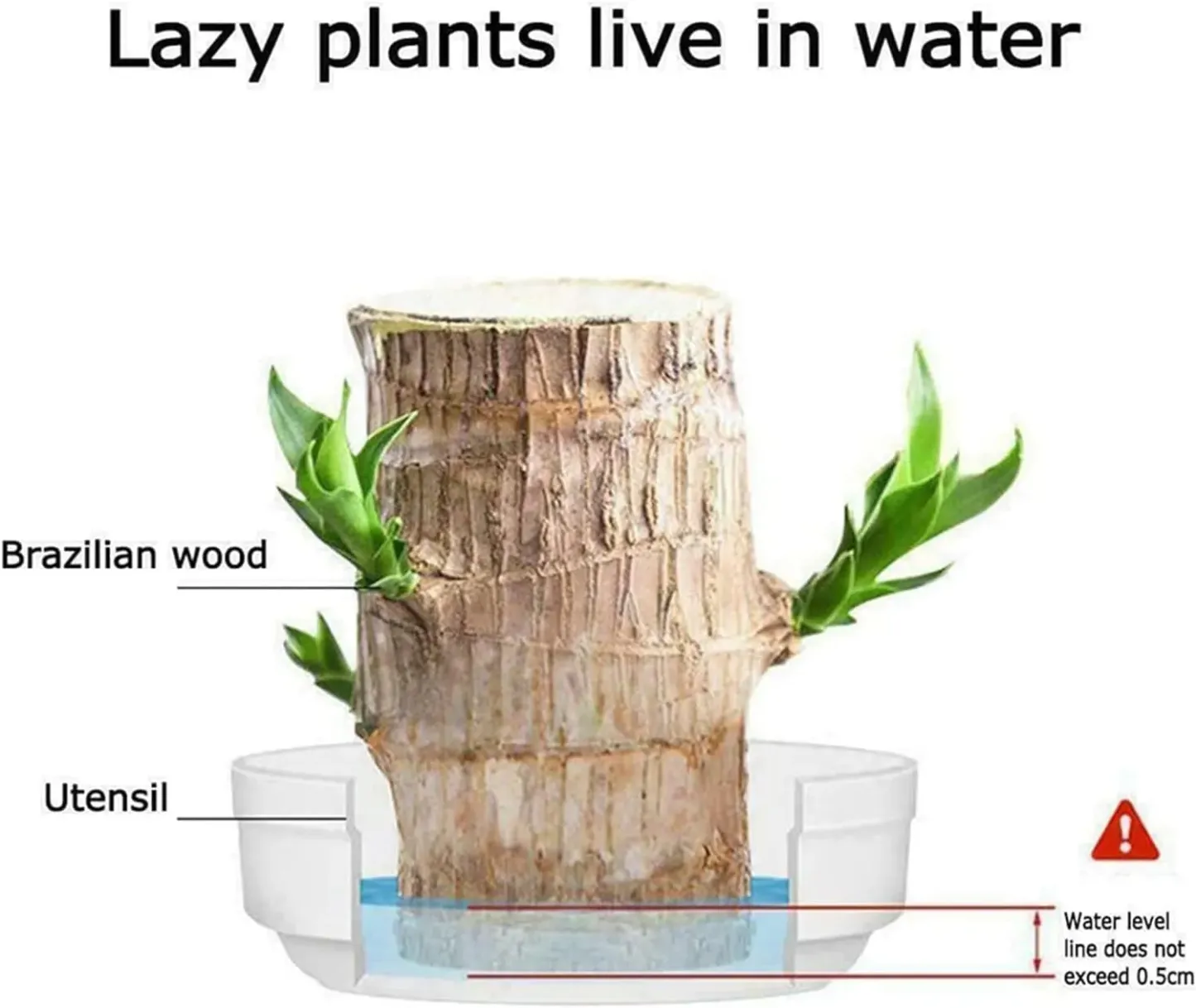🔥 LAST DAY SALE - 50% OFF🔥 LUCKY BRAZIL WOOD POTTED PLANT🎊-GERMINATE WITHIN THREE DAYS
