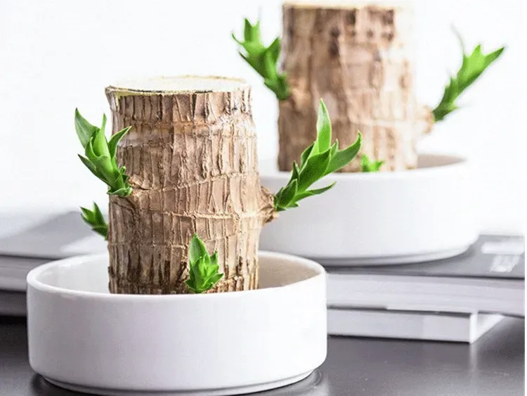 🔥 LAST DAY SALE - 50% OFF🔥 LUCKY BRAZIL WOOD POTTED PLANT🎊-GERMINATE WITHIN THREE DAYS