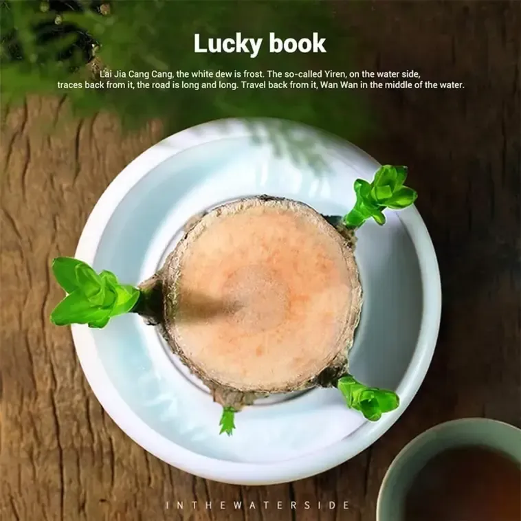 🔥 LAST DAY SALE - 50% OFF🔥 LUCKY BRAZIL WOOD POTTED PLANT🎊-GERMINATE WITHIN THREE DAYS