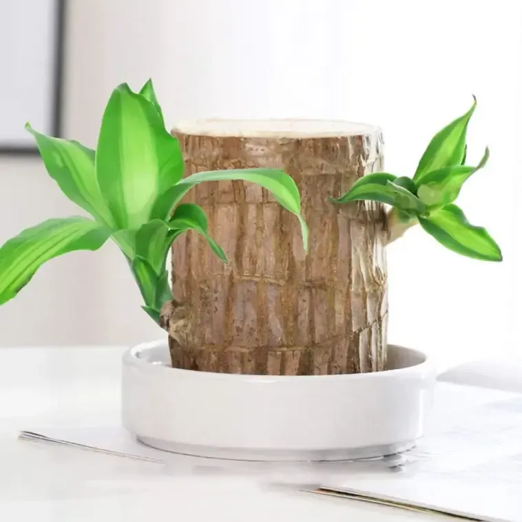🔥 LAST DAY SALE - 50% OFF🔥 LUCKY BRAZIL WOOD POTTED PLANT🎊-GERMINATE WITHIN THREE DAYS