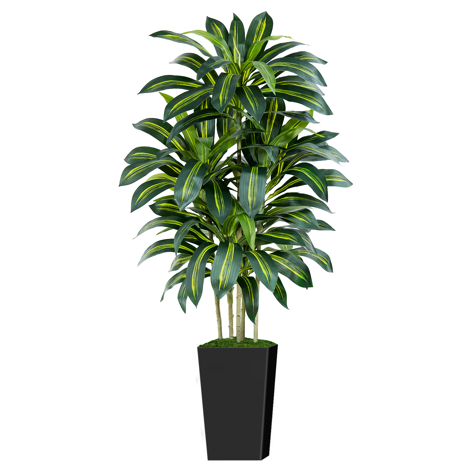 Keeplush Artificial Dracaena Tree - High-Density Foliage Fake Plant with Tall Planter (5ft,6ft,7ft optional White & Black) 