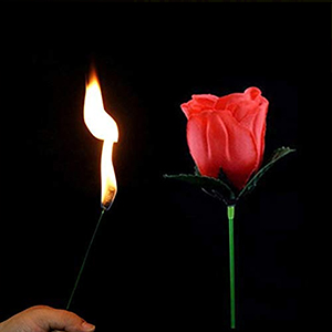 Torch to Rose