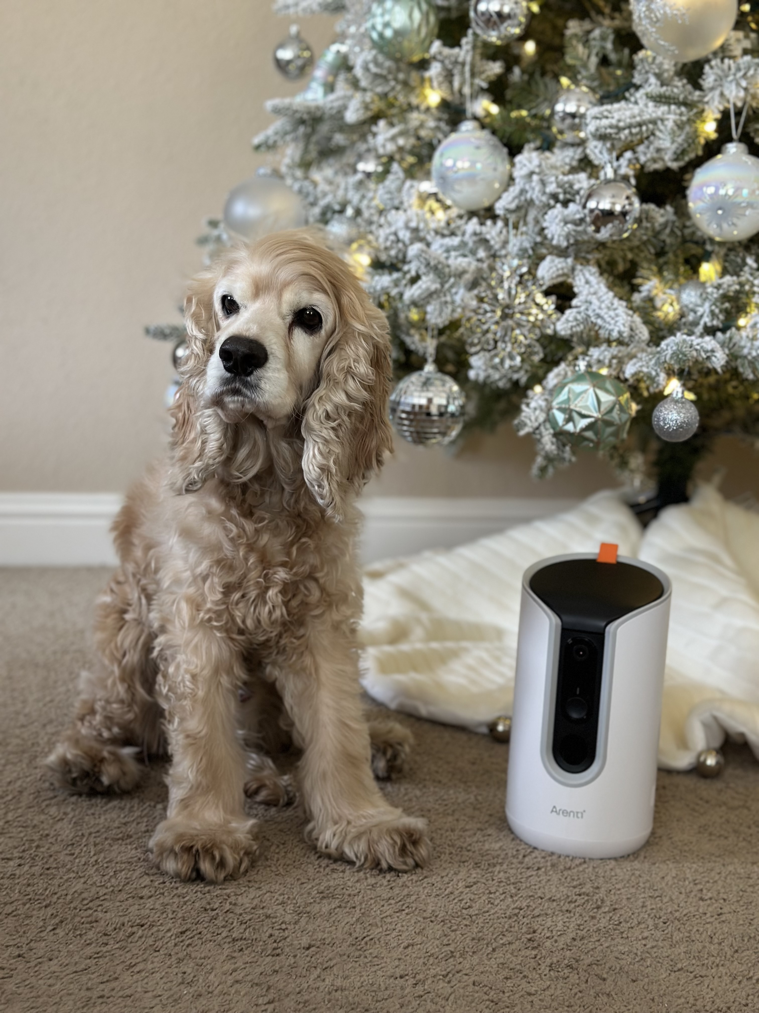 Arenti Dog Camera Works with 2.4 GHz＆5 GHz Wi-Fi 355° 2K