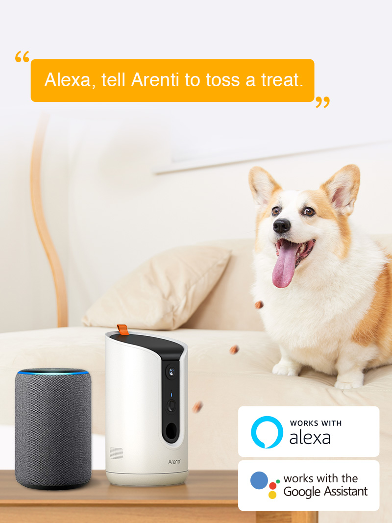 Talk to outlet your dog camera