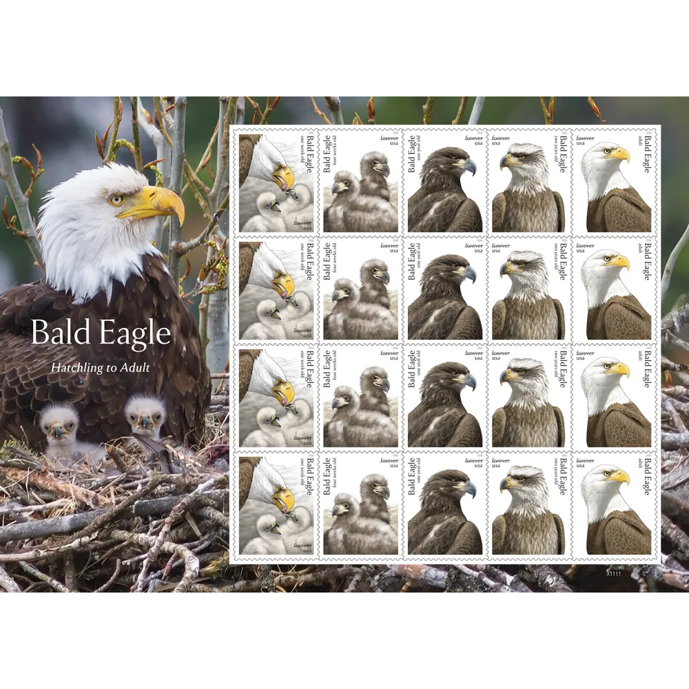 2026 Bald Eagle: Hatchling toAdult Forever First Class Postage Stamps