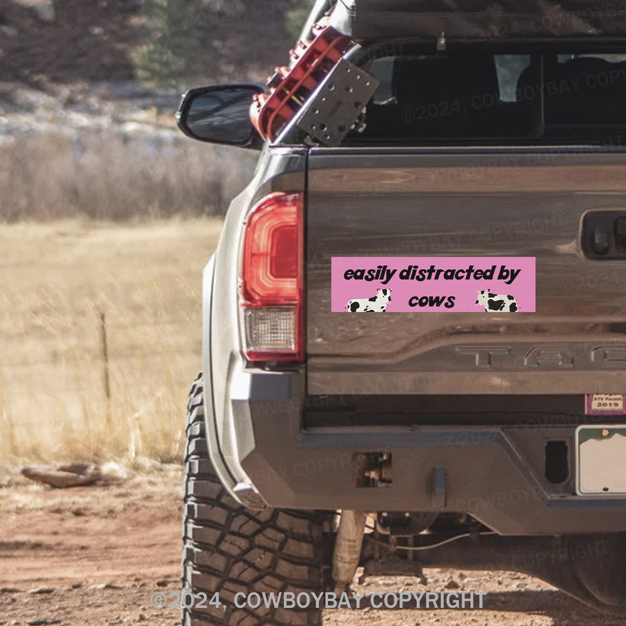 Cows - Bumper Magnet