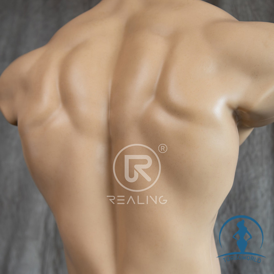 Hogan 30kg Männlicher Realing Torso