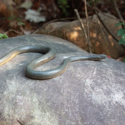 Mespluin Golf Snake Prank with String and Clip, Snake On A String Prank, Realistic Snake Prank That Chases People, Cooler Fake Snake Prank Prop for Teasing Friends